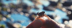 孤独的小螃蟹作者 孤独的小螃蟹主要内容简介，1分钟详细介绍