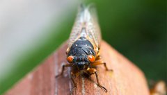 蝉是益虫还是害虫 蝉属于益虫还是害虫 1分钟告诉你