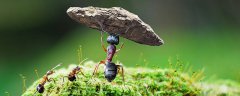 雄蚁的主要工作是什么 雄蚁的职责是什么 超详细解答