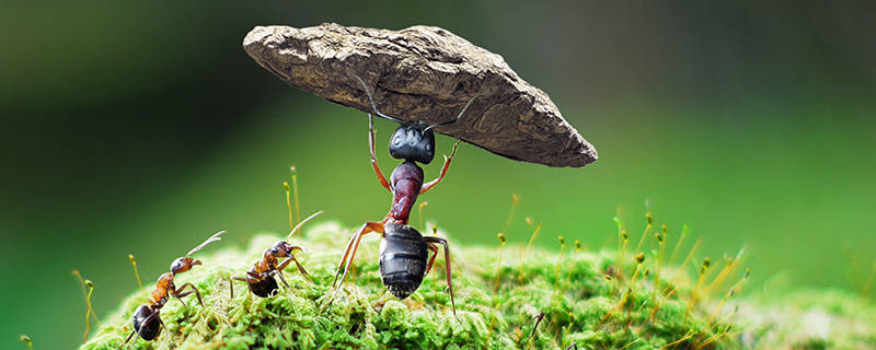 雄蚁的主要工作是什么雄蚁的职责是什么超详细解答
