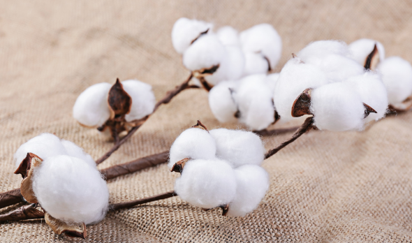 生态棉和纯棉的区别 生态棉和纯棉哪个好 超详细解答