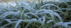霜降代表性植物有哪些 哪些植物能挨过严霜 超详细解答