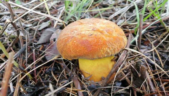 牛肝菌图片毒蘑菇图片