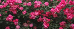 月季和玫瑰的区别 玫瑰和月季怎么区分 1分钟详细介绍
