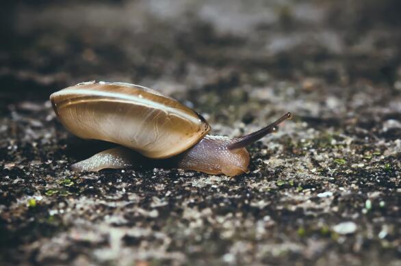 蜗牛白天活动还是晚上活动 蜗牛一般活动多久 1分钟告诉你