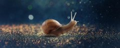 蜗牛白天活动还是晚上活动 蜗牛一般活动多久 1分钟告诉你