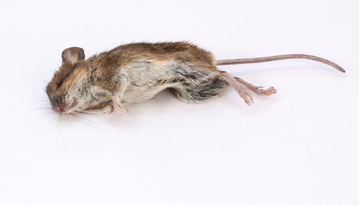 下水道有老鼠咬水管怎么办 怎么杀死下水道的老鼠 1分钟详细介绍