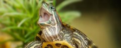 小乌龟的生活习性 小乌龟生活习性怎么样 看完你就明白了