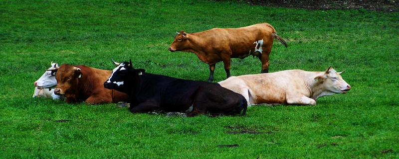 牛黄是牛的哪个部位的 牛黄是牛的什么部位 超详细解答