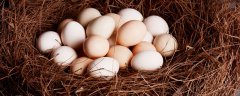 受精蛋和普通蛋有什么区别 受精蛋和普通蛋区别在哪 详细图文解答