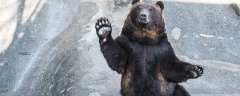遇到黑熊的逃生办法 遇到黑熊怎么办 1分钟详细介绍