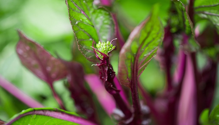 怎样才能让红菜苔不苦 如何去除红菜苔的苦味 1分钟详细介绍