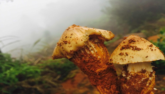 鸡枞菌可以冷冻保存吗 鸡枞菌如何长期保存 看完你就明白了
