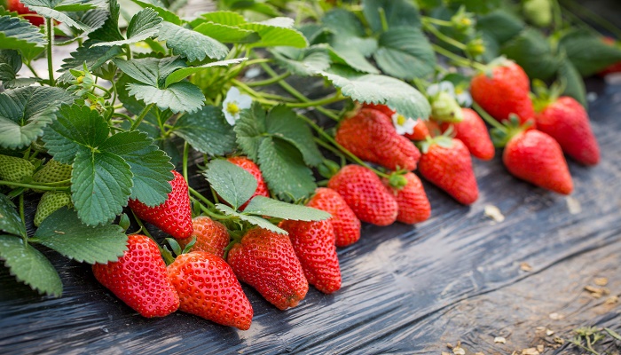 怎么清洗草莓才可以安全食用 草莓怎么洗才干净 看完你就明白了