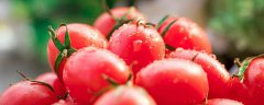 没成熟的青西红柿可以吃 没有成熟的西红柿能吃吗 1分钟告诉你