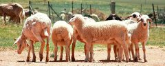 羊怀孕几个月生小羊羔 羊几个月生小羊羔 超详细解答