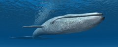 鲸鱼和海马哪个属于真正的鱼 鲸鱼和海马哪个是真正的鱼 超详细解答