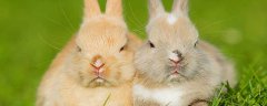 小白兔的生活习性 小白兔生活习性是 1分钟告诉你