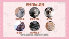猫的品种 猫咪的品种分类 详细图文解答