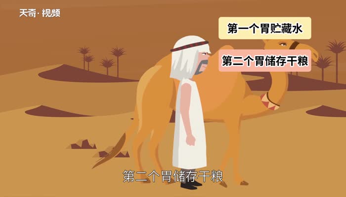 骆驼有几个胃 骆驼的胃都有什么功能