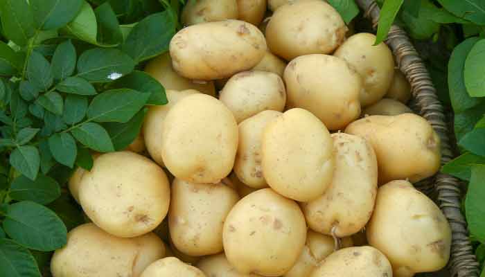 土豆发芽了怎么办 发芽土豆还能吃吗 1分钟详细介绍