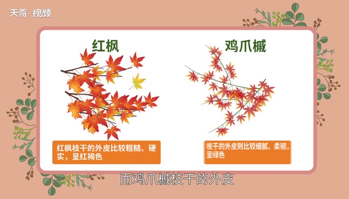 红枫与鸡爪槭的区别 枫树和鸡爪槭一样吗