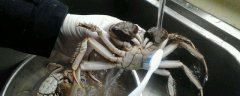 如何洗螃蟹不被夹 螃蟹怎么洗不会夹到手 超详细解答
