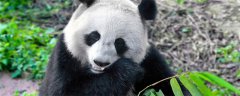大熊猫的生活 大熊猫的生活习性 看完你就明白了