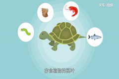 乌龟吃什么 喂食乌龟的饲料有几种 超详细解答