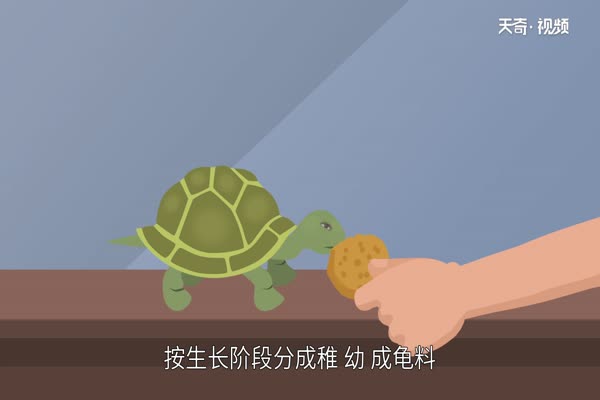 乌龟喂食卡通图片图片