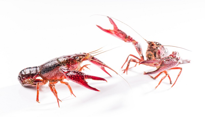 小龙虾吃什么 小龙虾以什么为食 超详细解答