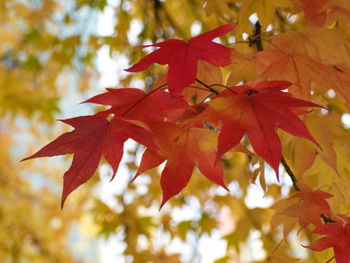 描写秋天的诗句有哪些？