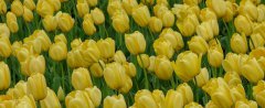黄色郁金香花语和寓意分别是什么？