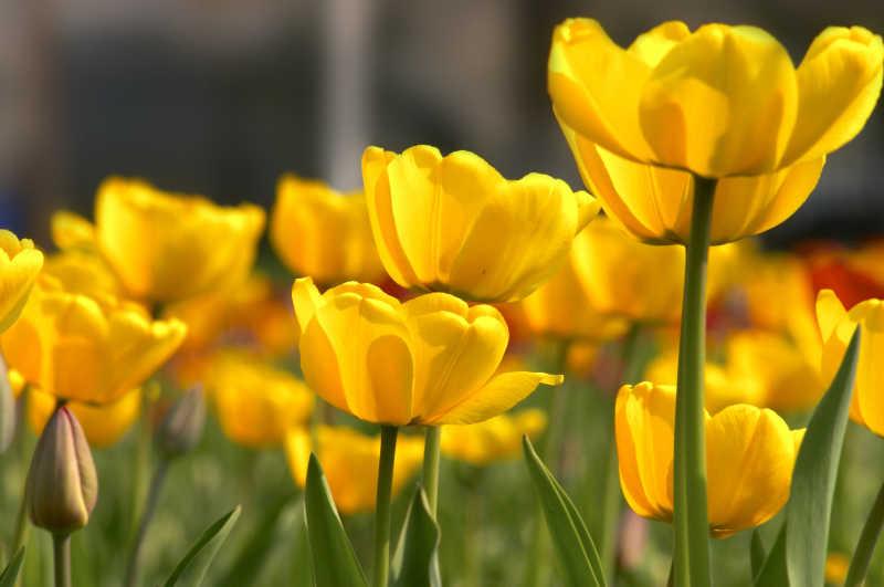 黄色郁金香花语和寓意分别是什么？