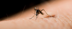 蚊子多可以怎么驱蚊？