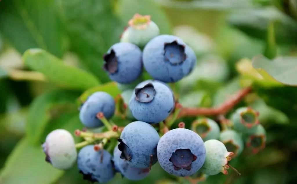 蓝莓一天吃多少为宜？