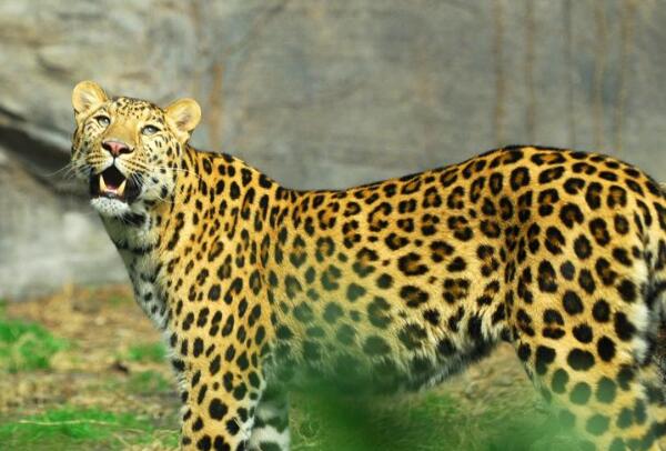 金钱豹是几级保护动物？