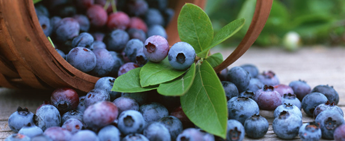 蓝莓是热性还是凉性？