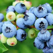 蓝莓是热性还是凉性？
