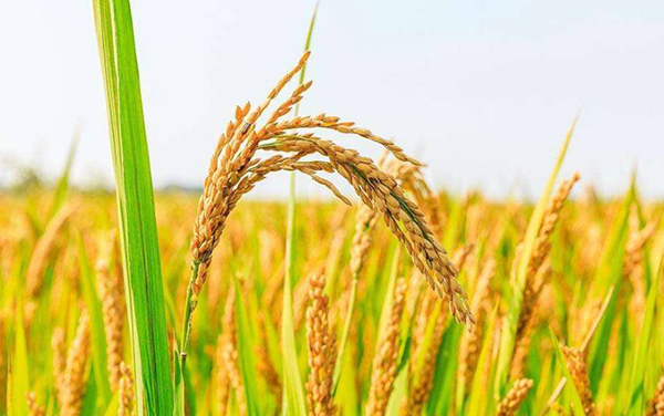 杂交水稻亩产多少斤？
