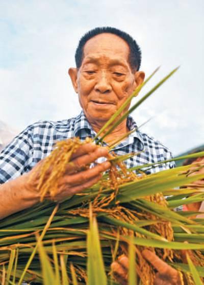 杂交水稻亩产多少斤？