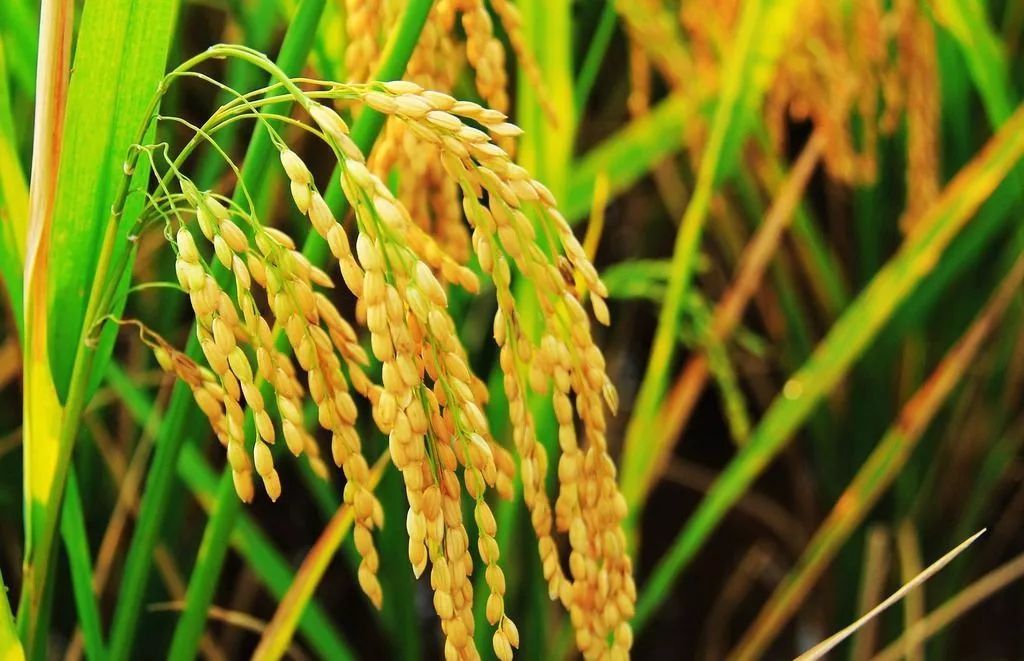 袁隆平杂交水稻的意义是什么？