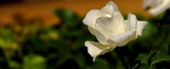 白玫瑰寓意是什么？
