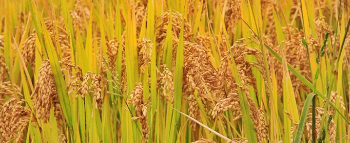 水稻是大米吗？