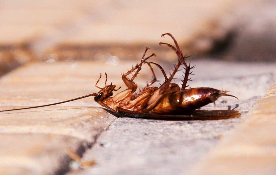 蟑螂的危害及消灭方法是什么？