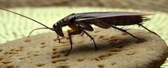 蟑螂的危害及消灭方法是什么？