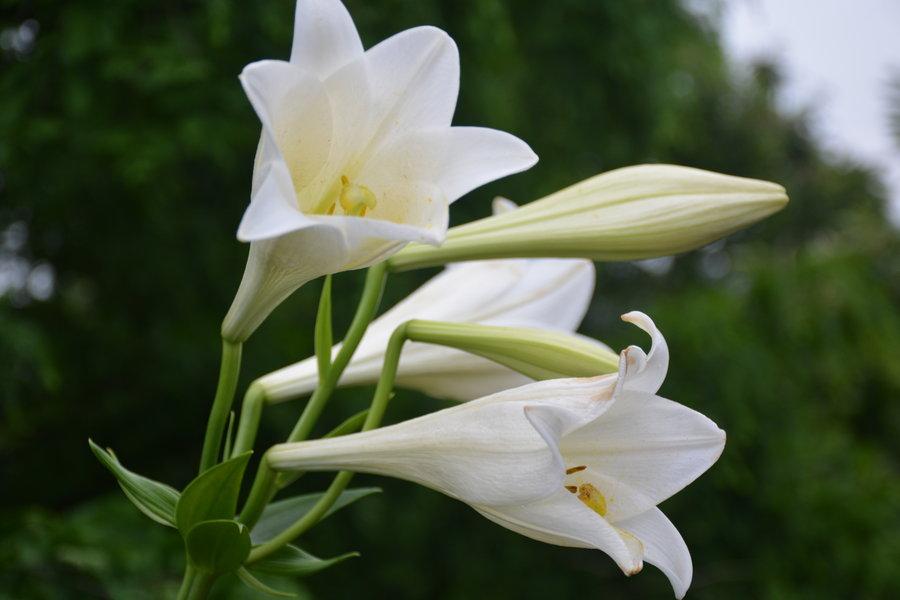 3,伟大的爱百合花还象征着伟大无私的母爱,花开时刻它的姿态优雅无比