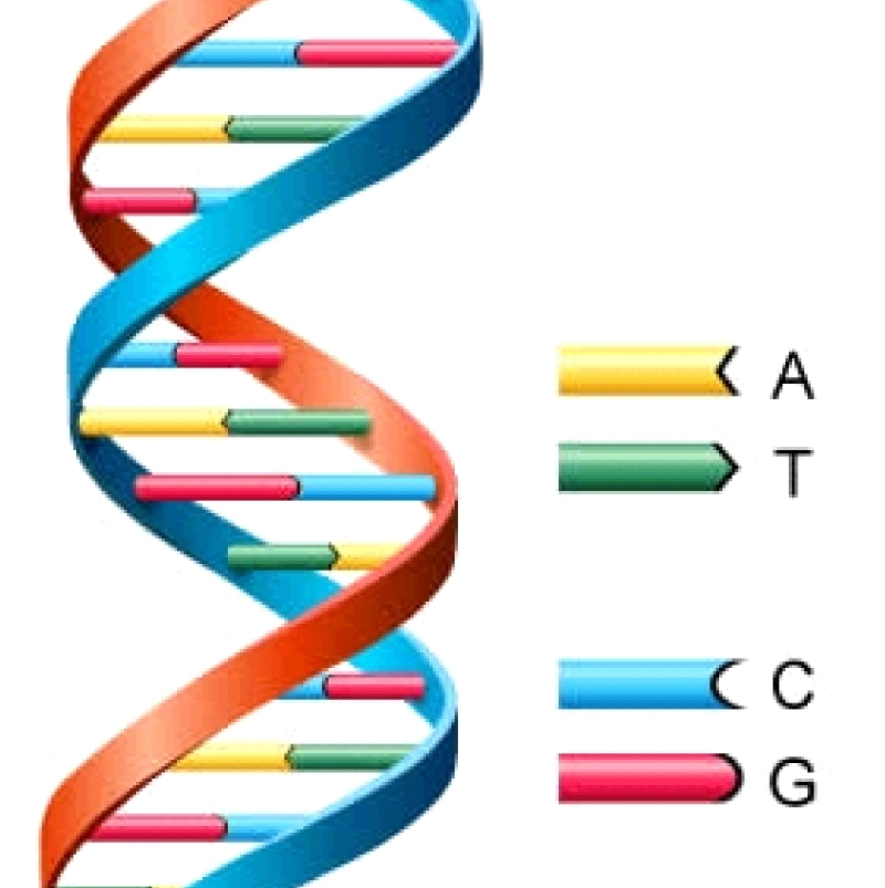 杂交与转基因的区别是什么？
