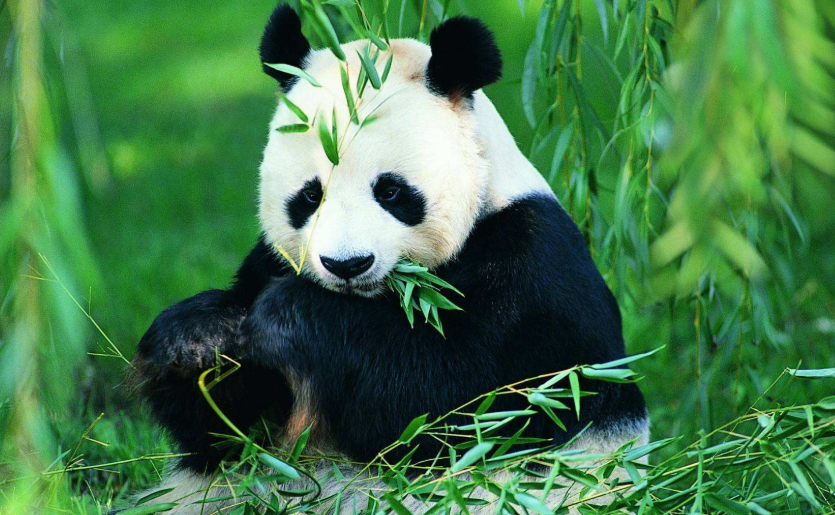大熊猫生活在什么地方？