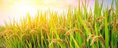 杂交水稻和转基因的区别是什么？